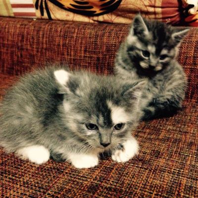 Лот: 5374786. Фото: 1. Отдам очаровательных котят. Кошки, котята