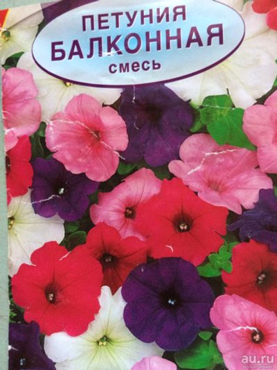 Лот: 13483136. Фото: 1. Петуния ( кассета 9 шт). Садовые цветы