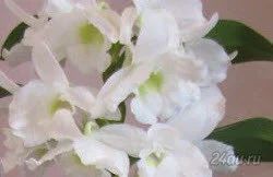 Лот: 5541721. Фото: 1. Орхидея Дендробиум Нобиле белый... Горшечные растения и комнатные цветы