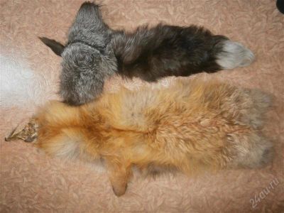 Лот: 2962065. Фото: 1. Лисьи шкурки одним лотом. Разное