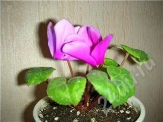 Лот: 328456. Фото: 1. Цикламен. Горшечные растения и комнатные цветы
