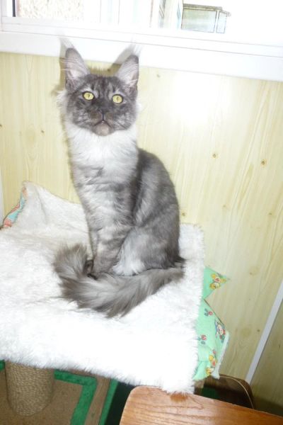 Лот: 4878929. Фото: 1. Мейн-кун девочка черный дым/ мейн... Кошки, котята