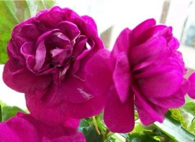 Лот: 18726572. Фото: 1. Бальзамин Magenta. Горшечные растения и комнатные цветы