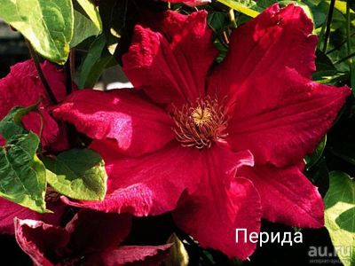 Лот: 15682052. Фото: 1. Клематис перида. Садовые цветы