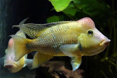 Лот: 19813685. Фото: 1. Геофагус Штайндахнера Geophagus... Рыбки