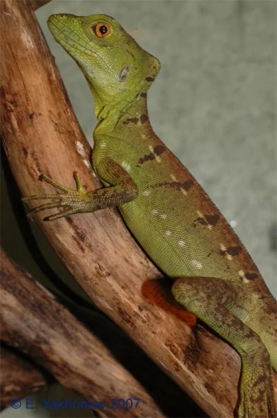 Лот: 4471059. Фото: 1. Василиск шлемоносный (Basiliscus... Остальные животные