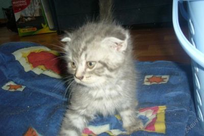 Лот: 92357. Фото: 1. шотландские котята. Остальные животные