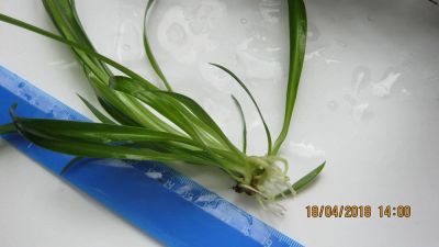 Лот: 11386610. Фото: 1. хлорофитум. детка. Горшечные растения и комнатные цветы