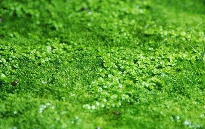 Лот: 4332464. Фото: 1. Хемиантус " куба ". Водные растения