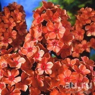 Лот: 8571961. Фото: 1. Флокс Оранж перфекшн. Садовые цветы