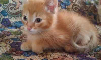 Лот: 1820713. Фото: 1. Отдам котят. Кошки, котята