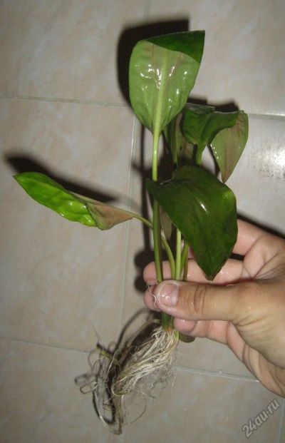 Лот: 5763114. Фото: 1. растение криптокорина понтедериеволистная... Водные растения