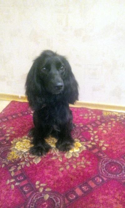 Лот: 9942962. Фото: 1. Русский спаниель. Собаки, щенки