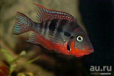 Лот: 5133370. Фото: 1. Цихлазома Меека (Thorichthys meeki... Рыбки
