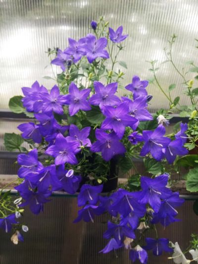 Лот: 5536164. Фото: 1. Колокольчик синий ( жених) цветущий... Горшечные растения и комнатные цветы