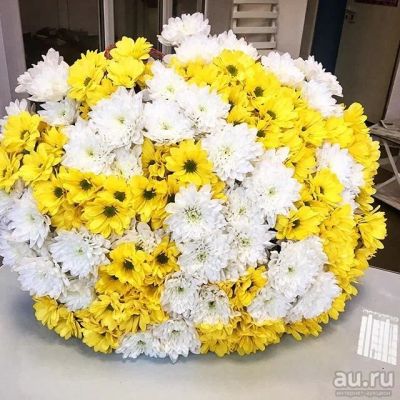 Лот: 8555570. Фото: 1. 27 ромашек, яркий букет. Свежие цветы