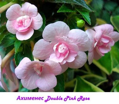 Лот: 11245504. Фото: 1. Ахименес " Double Pink Rose". Горшечные растения и комнатные цветы