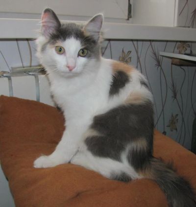 Лот: 5185735. Фото: 1. Милая кошечка найденыш. Кошки, котята