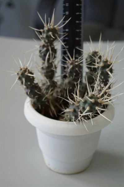 Лот: 3117251. Фото: 1. Кактусы - Коллекция - Tefrocactus... Горшечные растения и комнатные цветы
