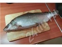 Лот: 687468. Фото: 1. Муксун свежемороженый (с доставкой... Икра, рыба, морепродукты