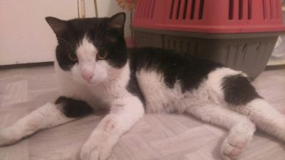 Лот: 10029943. Фото: 1. Кот Боцман ищет дом. Кошки, котята