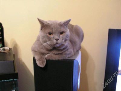 Лот: 253033. Фото: 1. Котёнок-британец (мальчик). Остальные животные