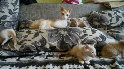 Лот: 7428907. Фото: 1. Сфинкс кошечка. Кошки, котята
