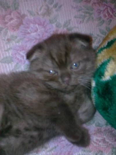 Лот: 3794169. Фото: 1. Котята Шотландской вислоухой. Кошки, котята