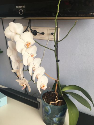 Лот: 11473781. Фото: 1. Орхидея белая. Горшечные растения и комнатные цветы