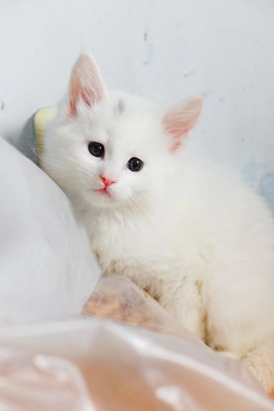 Лот: 17406571. Фото: 1. Котята мейнкун. Кошки, котята