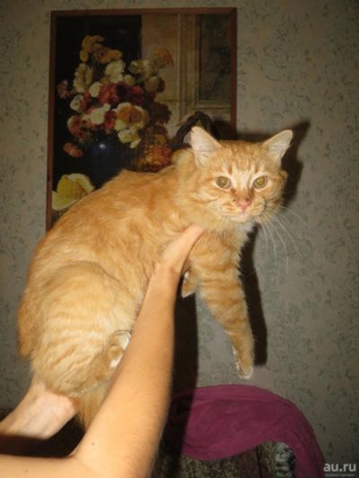 Лот: 10368257. Фото: 1. Рыжий кот. Кошки, котята