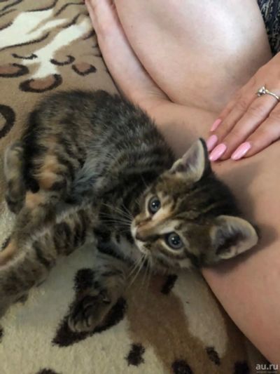 Лот: 18033268. Фото: 1. Котята ищут дом. Кошки, котята