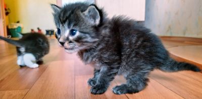 Лот: 16671611. Фото: 1. Котята. Бесплатно. Кошки, котята
