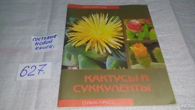Лот: 10773913. Фото: 1. Кактусы и суккуленты, Ольга Блейз... Сад, огород, цветы