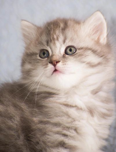 Лот: 5037085. Фото: 1. Британский котенок Зефиринка... Кошки, котята