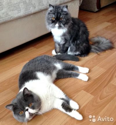 Лот: 7977981. Фото: 1. Продам котят персидских экзотов... Кошки, котята