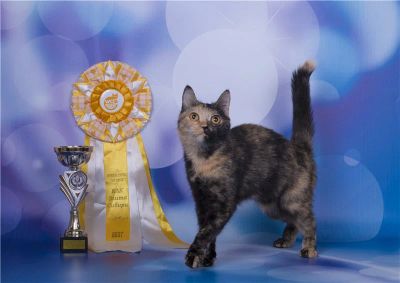 Лот: 5505212. Фото: 1. Отдам кошку. Кошки, котята