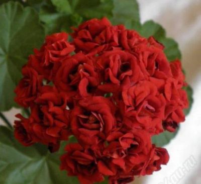 Лот: 7762244. Фото: 1. Розовидная пеларгония!. Горшечные растения и комнатные цветы