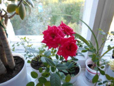 Лот: 10334594. Фото: 1. Роза - молодое комнатное растение... Горшечные растения и комнатные цветы