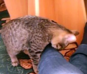 Лот: 6146276. Фото: 1. Котенок в хорошие руки. Кошки, котята