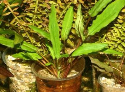 Лот: 6500081. Фото: 1. Криптокорина волнистая Cryptocoryne... Водные растения