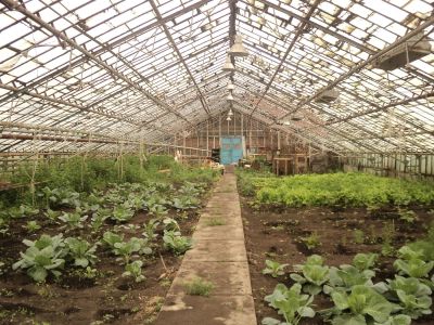 Лот: 1072051. Фото: 1. Продам теплицу г.Назарово. Земельные участки