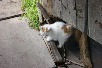 Лот: 3173854. Фото: 1. Котёнок. Кошки, котята