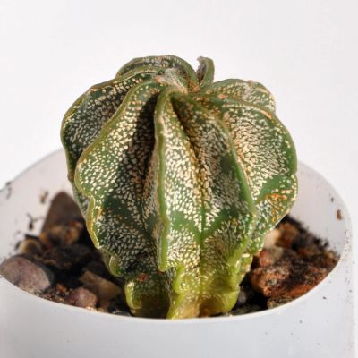 Лот: 11537288. Фото: 1. Кактус Astrophytum capricorne. Горшечные растения и комнатные цветы