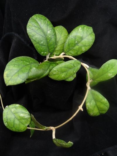 Лот: 16410113. Фото: 1. Хойя- Hoya sp. (like H.meledithii... Горшечные растения и комнатные цветы