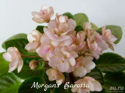 Лот: 8500827. Фото: 1. Минифиалка сортовая Morgan's Barossa... Горшечные растения и комнатные цветы