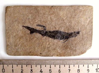 Лот: 16283253. Фото: 1. Отпечаток ископаемой рыбы с мальком... Минералы и окаменелости