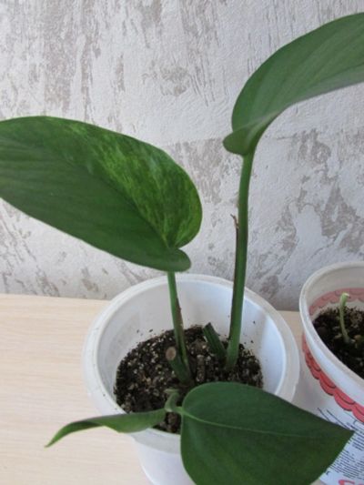 Лот: 15557889. Фото: 1. Эпипремнум Marble Queen (Марбл... Горшечные растения и комнатные цветы