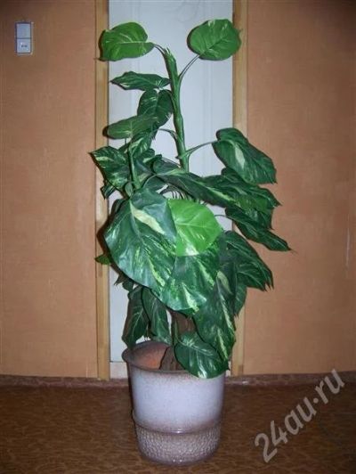Лот: 292155. Фото: 1. диффенбахия искусственная для... Аксессуары