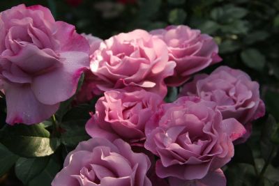 Лот: 13442877. Фото: 1. Роза Голубой Нил чайно-гибидная... Садовые цветы